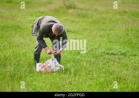 Forester foraging per i funghi parasoli su un campo vicino alla foresta Foto Stock