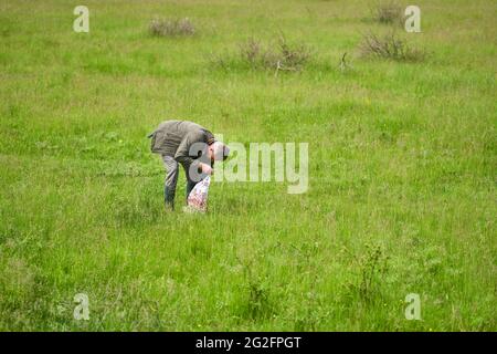 Forester foraging per i funghi parasoli su un campo vicino alla foresta Foto Stock