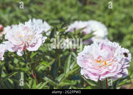 Pony erbaceo Alertie, fiore di spugna, emisferico, da rosa a rosa chiaro, dimensioni 13-14 cm. Foto Stock