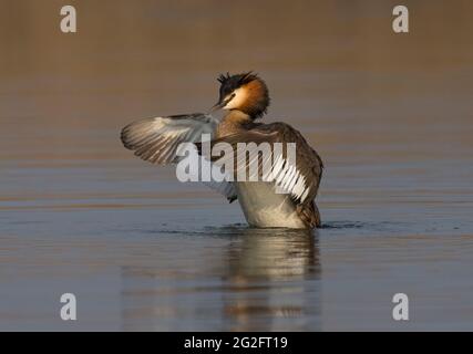 Grande grebe crestato, Podiceps cristatus, stretching wings, Lancashire, UK Foto Stock