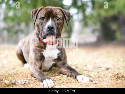 Un brindle e bianco Boxer x Pit Bull Terrier razza mista cane sdraiato all'aperto Foto Stock