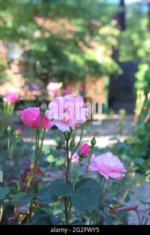 Cespuglio di rose nel parco Foto Stock