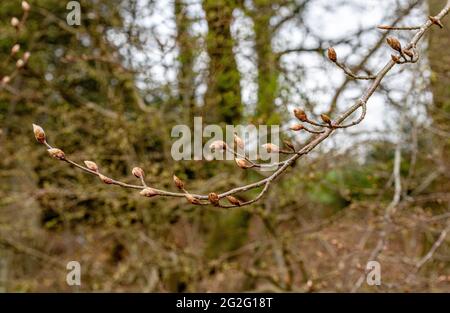 Boccioli di foglie di faggio viola, Fagus Sylvatica Foto Stock