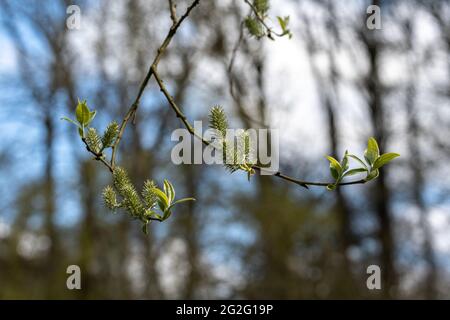 Germogli di salice halberd (Salix hastata) Foto Stock