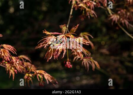 Nuovo fiore di lievito su un palmo Acer al sole di primavera Foto Stock