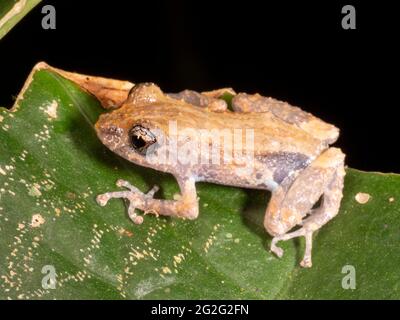 Rana piovana di Marti (Pristimantis martiae) su una foglia nella foresta pluviale, provincia di Napo, Ecuador Foto Stock