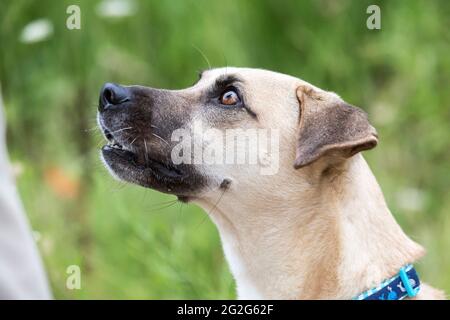 Primo piano ritratto di cane di razza mista bianco dai capelli corti in natura Foto Stock
