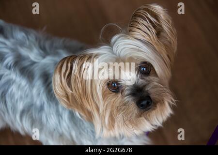 Ritratto di un terrier dello Yorkshire guardando la macchina fotografica Foto Stock