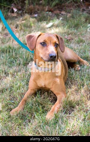 Un cucciolo di misto di coonhound rossone giace sull'erba Foto Stock