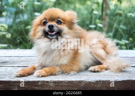 Primo piano ritratto di un cane di Pomerania sul ponte con verde dietro Foto Stock