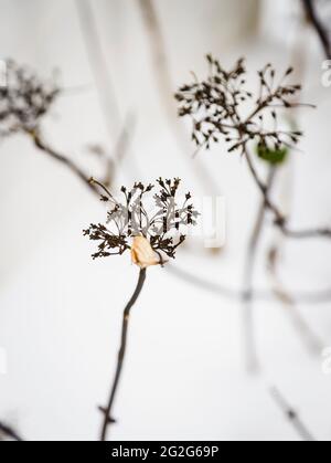 Fiori di idrangea in inverno nella neve Foto Stock