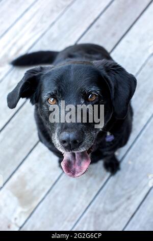 Un primo piano ritratto di nero labrador retriver cane guardando Foto Stock