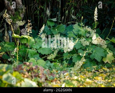 Foglie di velluto in argento con fiori a campana Foto Stock