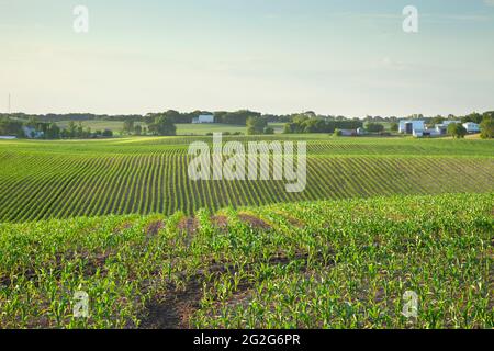 Campo di mais giovane e fattorie sulle colline ondulate al tramonto in una giornata di primavera nel Minnesota centrale Foto Stock