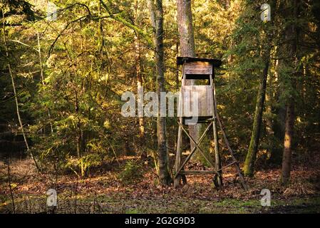 Magica foresta d'autunno. Parcheggio. Bella scena Misty Old Forest con raggi di sole, Foto Stock