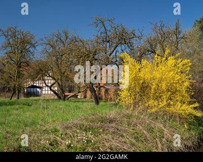 Europa, Germania, Assia, entroterra, parco naturale di Lahn-Dill-Bergland, Gladenbach, case a graticcio dietro frutteto a Weitershausen, primavera, fioritura forsita cespuglio Foto Stock