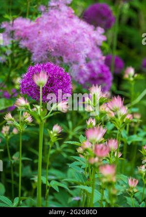 Teste di fiori di Allium giganteum, chiamate anche una cipolla gigante Allium. I fiori fioriscono all'inizio dell'estate e rendono un'affermazione architettonica nel giardino. Foto Stock