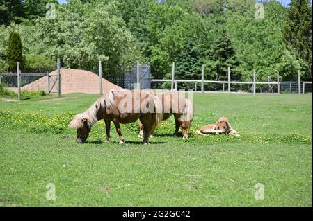 Un giovane nemico con i loro genitori. Pony gallesi selvatici pascolano sull'erba. Foto Stock