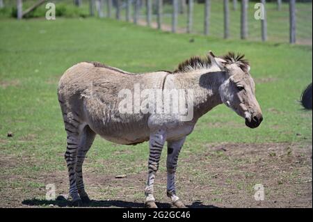Uno zebroide è la prole di qualsiasi croce tra una zebra e qualsiasi altro equino per creare un ibrido Foto Stock