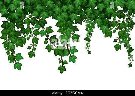 Ivy foglie tessitura, naturale pianta muro. Verde estate fogliame su sfondo bianco. Ripetizione senza giunture. Illustrazione vettoriale Illustrazione Vettoriale