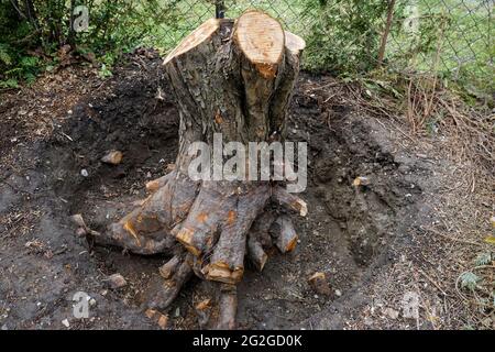 Germania, Baviera, alta Baviera, distretto di Altötting, giardino di una casa singola, albero abbattuto, granchio, ceppo di alberi, portinnesto, scavato Foto Stock