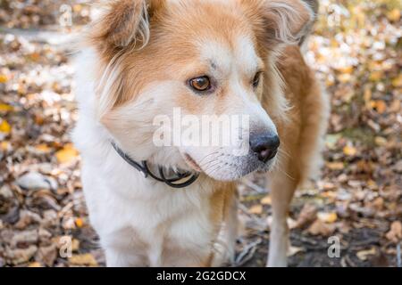 Un cane che indossa un collare di cane contro pulci e zecche su un prato nella foresta d'autunno in guarda attentamente avanti. Primo piano di un bel cane bianco-rosso. Foto Stock