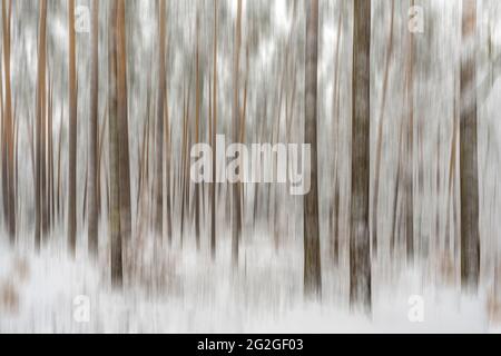 Foresta in inverno, coperta di neve profonda Foto Stock