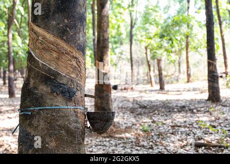 Fuoco selettivo di sap bianco del lattice che gocciola dagli alberi di gomma in una piantagione Foto Stock