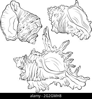 Set di conchiglie marine a chiodatura di varie forme linea art Illustrazione Vettoriale