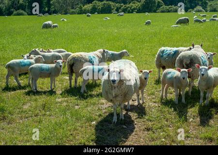Le pecore e gli agnelli in un campo Foto Stock