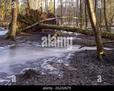 Le sorgenti di Schmutter, il Parco Naturale delle foreste occidentali di Augusta, Foto Stock