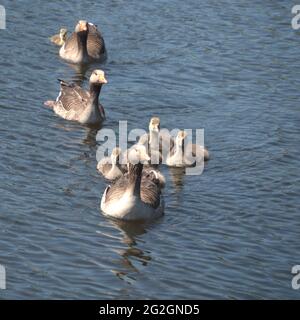 Famiglia delle oche Greylag sullo storico lago di Capesthorn Hall a Macclesfield Foto Stock