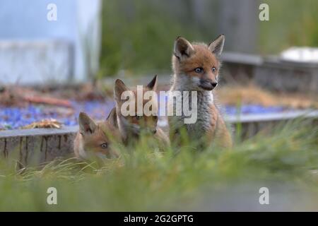 La volpe rossa è la più grande delle volpi vere. È i membri più diffusi dell'Ordine Carnivora in tutto l'emisfero settentrionale. Foto Stock