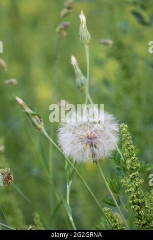 Barba di capra, dente di leone gigante (Tragopogon pratensis), Foto Stock