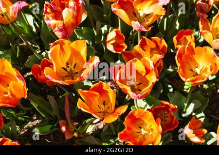 Vista dall'alto di un giardino di tulipani arancioni aperti su sfondo verde Foto Stock