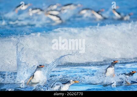 Pinguini Gentoo (Pygocelis papua) che saltano fuori dall'acqua, Isola dei leoni marini, Isole Falkland, Sud America Foto Stock