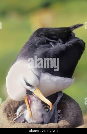 Un adulto albatross browned (Thalassarche melanophris) che alimenta il suo pulcino. Isola di Saunders, Isole Falkland, Sud America Foto Stock