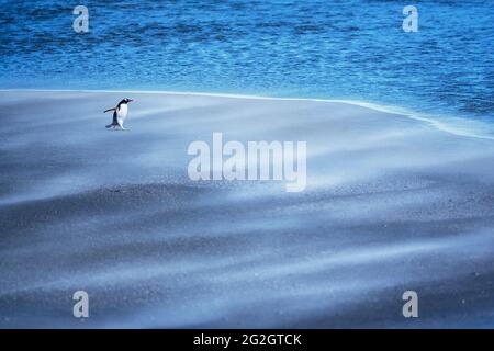 Gentoo Penguin (Pygocelis papua) che cammina attraverso una tempesta di sabbia, Sea Lion Island, Falkland Islands, Sud America Foto Stock