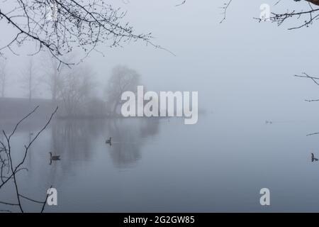 Bella vista del lago e dei rami dell'albero vicino alla riva del fiume in una giornata cupa Foto Stock