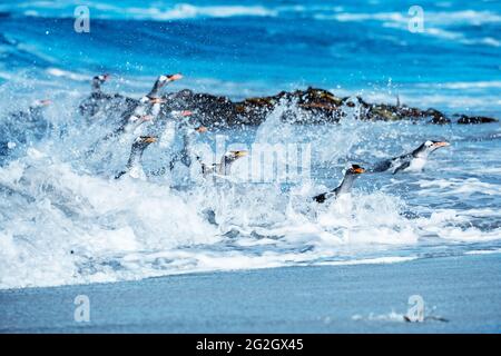 Pinguini Gentoo (Pygocelis papua) che saltano fuori dall'acqua, Isole Falkland, Sud Atlantico, Sud America Foto Stock