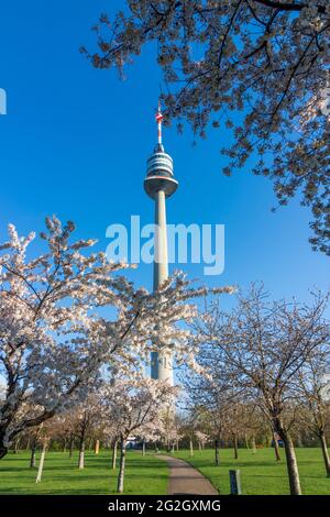 Vienna, Vienna, fioritura dei ciliegi al parco Donaupark, Donauturm (Torre del Danubio) nel 22. Donaustadt, Vienna, Austria Foto Stock