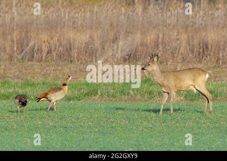 Roebuck nel arrosto su un campo di grano. Nelle immediate vicinanze due oche egiziane, primavera, marzo, Assia, Germania Foto Stock