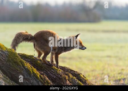 La volpe rossa (Vulpes vulpes) si allenta su un tronco d'albero, primavera, Assia, Germania Foto Stock