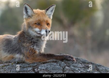 Volpe rossa (Vulpes vulpes) su un tronco di albero, primavera, Assia, Germania Foto Stock