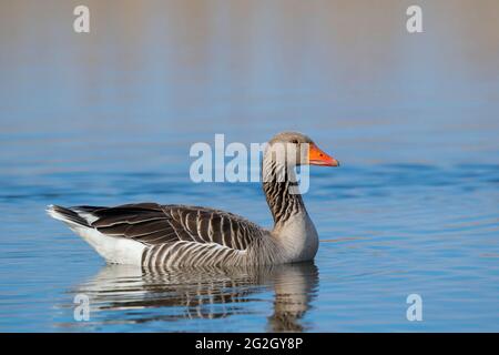 L'oca greylag (Anser anser) nuota su uno stagno, primavera, Assia, Germania Foto Stock