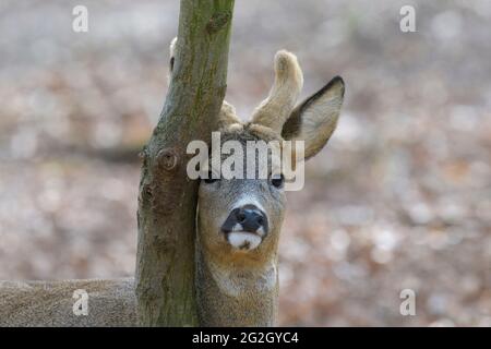 Roebuck (Capreolus capreolus) su un tronco di albero, marzo, Assia Foto Stock