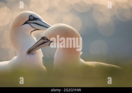 Gannet settentrionale su Heligoland. Foto Stock