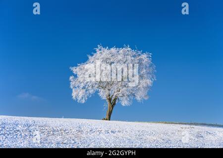 Germania, Baviera, alta Baviera, distretto di Ebersberg, Markt Glonn, Distretto Frauenreuth, paesaggio invernale Foto Stock