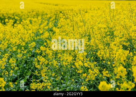 campo estivo di colza gialla in piena fioritura Foto Stock