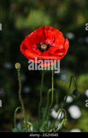 Fiore rosso papavero in fiore. Fiore selvatico scarlatto luminoso fiorito su prato. Primo piano Foto Stock